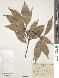 Quercus acuta image