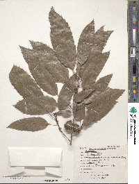 Quercus acutissima image