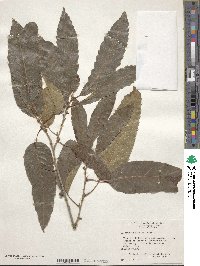 Quercus acutissima image