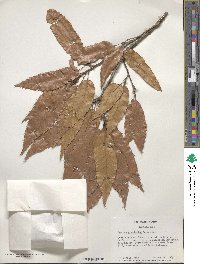 Quercus acutissima image