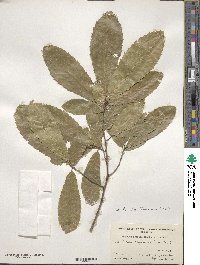 Quercus acutissima image