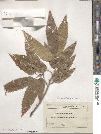 Quercus acutissima image