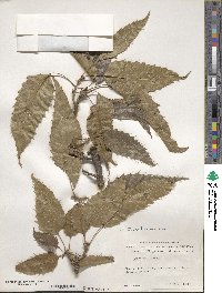 Quercus acutissima image