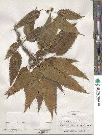 Quercus acutissima image