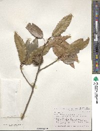 Quercus acutissima image