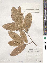 Quercus acutissima image