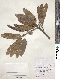 Quercus acutissima image