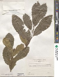 Quercus acutissima image