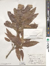 Quercus acutissima image