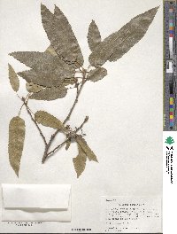 Quercus acutissima image