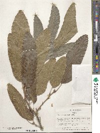 Quercus acutissima image