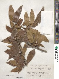 Quercus acutissima image