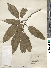 Quercus acutissima image