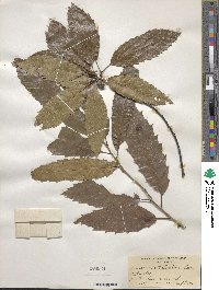 Quercus acutissima image