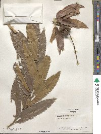 Quercus acutissima image