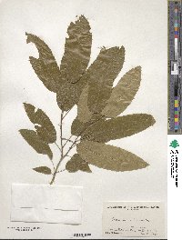 Quercus acutissima image