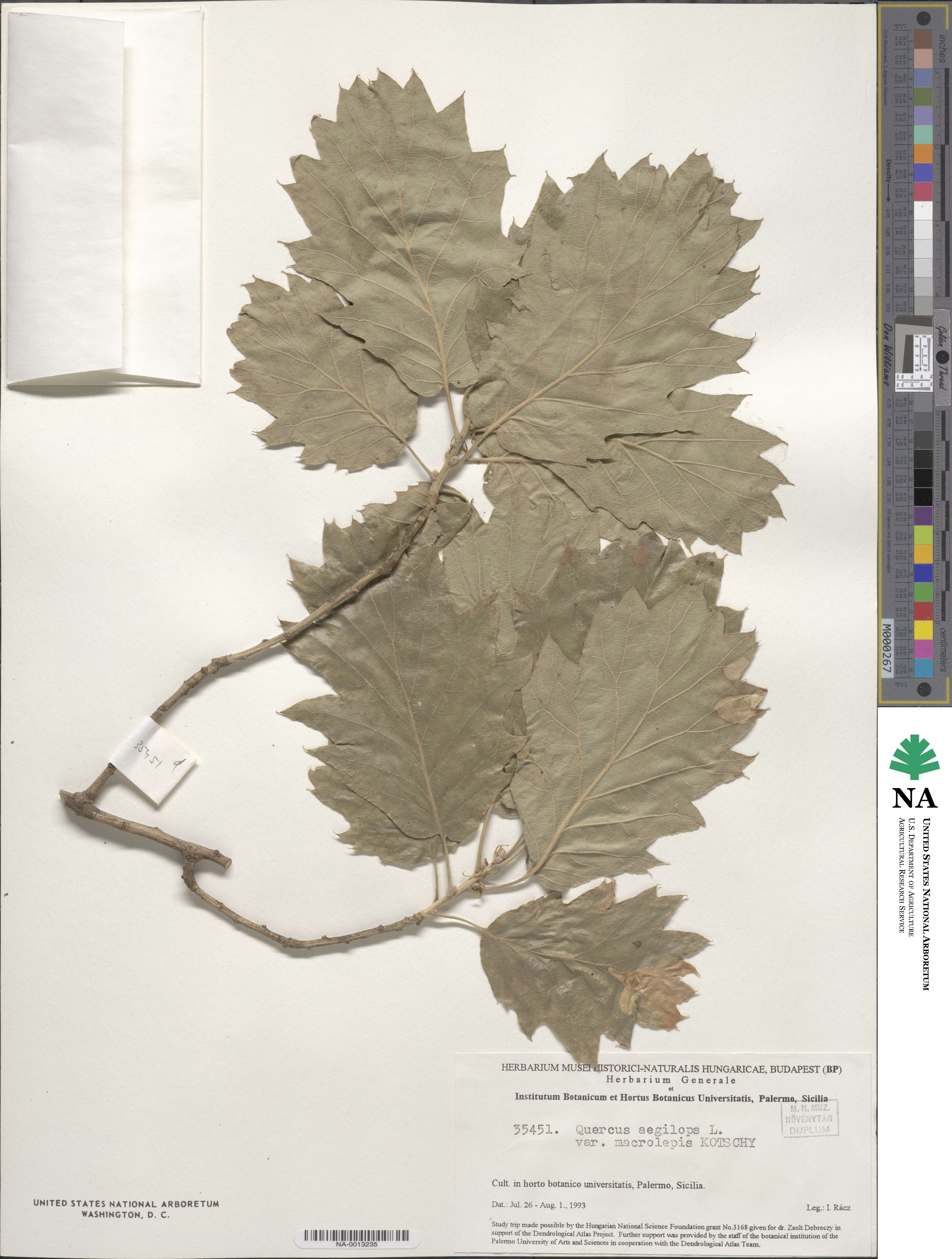 Quercus aegilops image