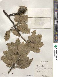 Quercus aegilops image