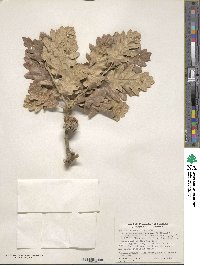 Quercus aegilops image