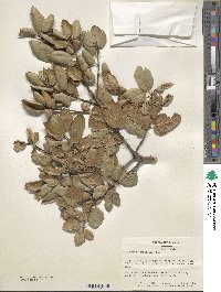 Image of Quercus agrifolia