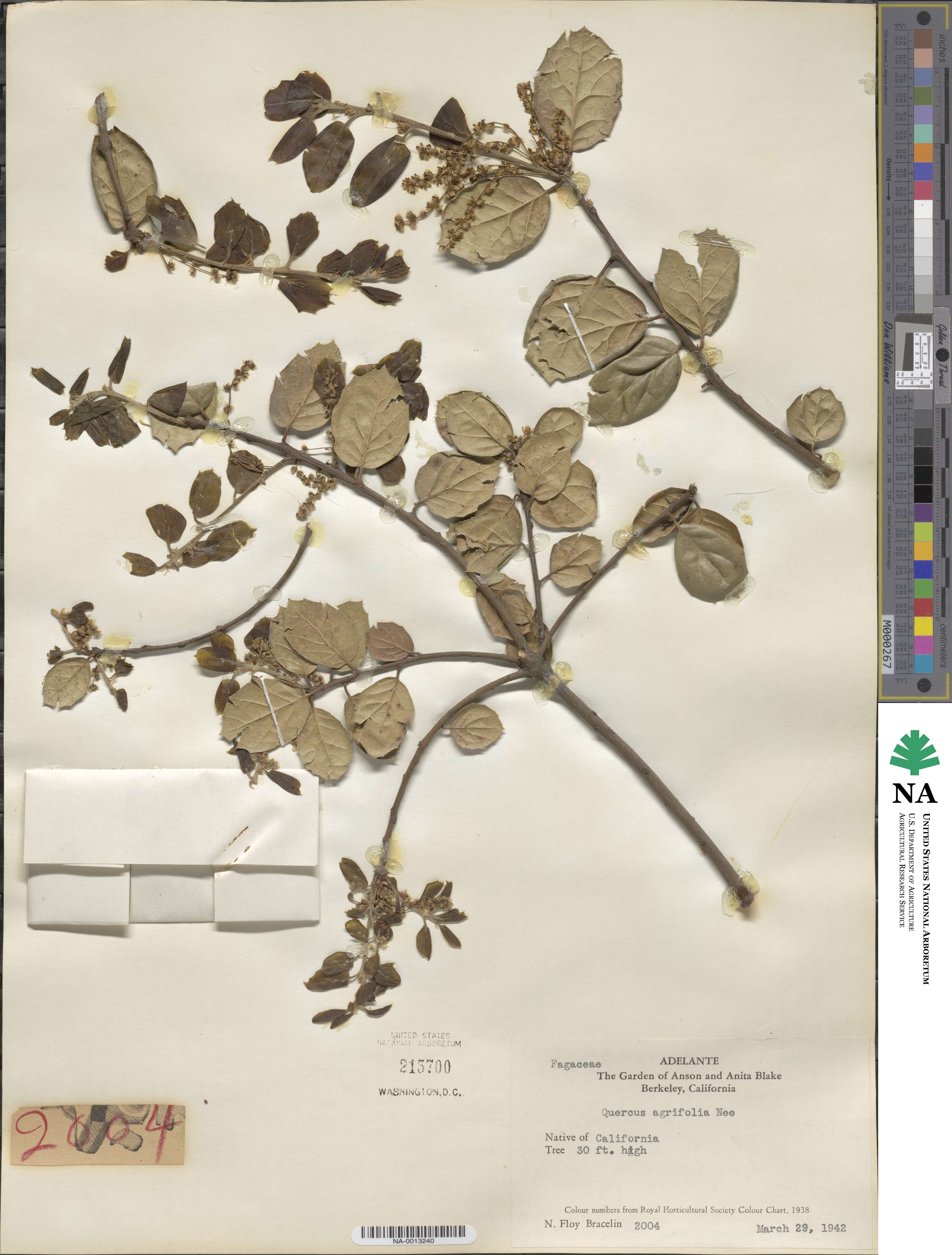 Quercus agrifolia image