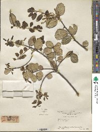 Quercus agrifolia image