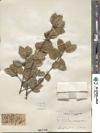 Quercus agrifolia image