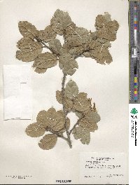 Quercus agrifolia image