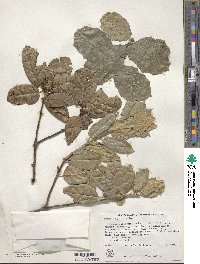 Quercus agrifolia image