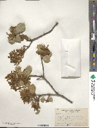 Quercus agrifolia image