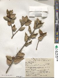 Quercus agrifolia image