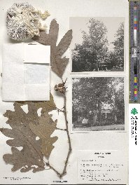 Quercus alba image