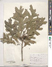 Quercus alba image