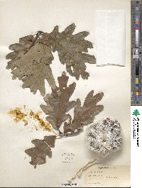 Quercus alba image