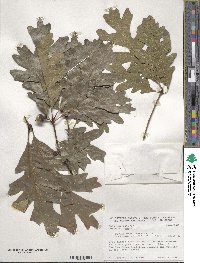 Quercus alba image