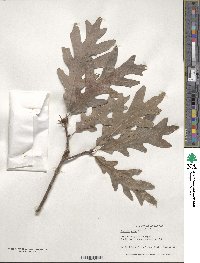 Quercus alba image