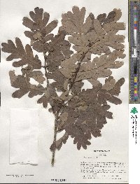 Quercus alba image