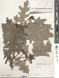 Quercus alba image