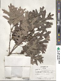 Quercus alba image