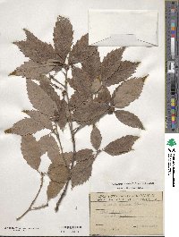 Quercus aliena image