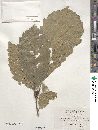 Quercus aliena var. acutiserrata image