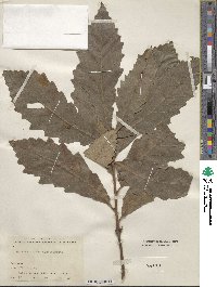 Quercus aliena image