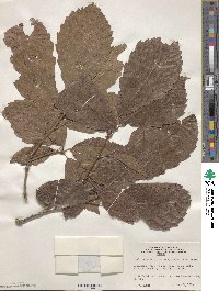 Quercus aliena var. acutiserrata image