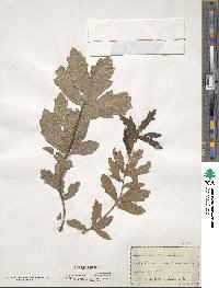 Quercus nigra image