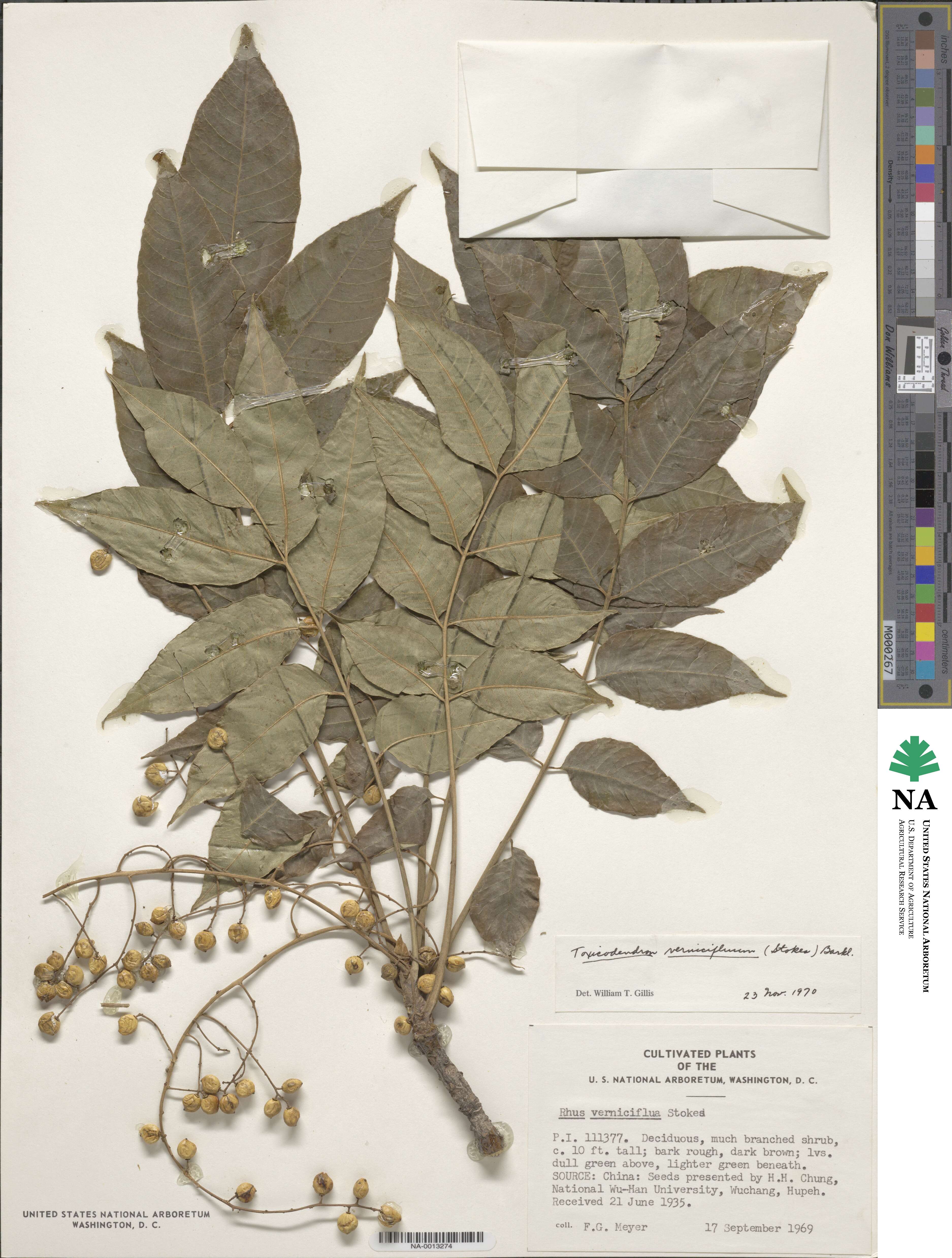 Toxicodendron vernicifluum image