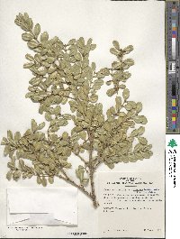 Buxus microphylla image