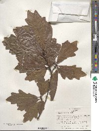 Image of Quercus austrina