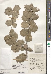 Image of Quercus baloot