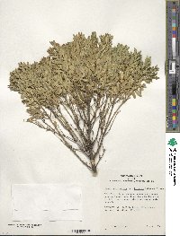 Buxus sinica var. insularis image