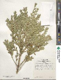 Buxus sinica var. insularis image